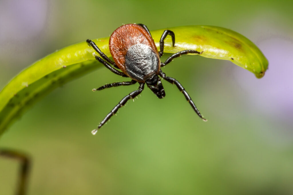TBE Vaccine: Protecting Yourself from Tick-Borne Encephalitis